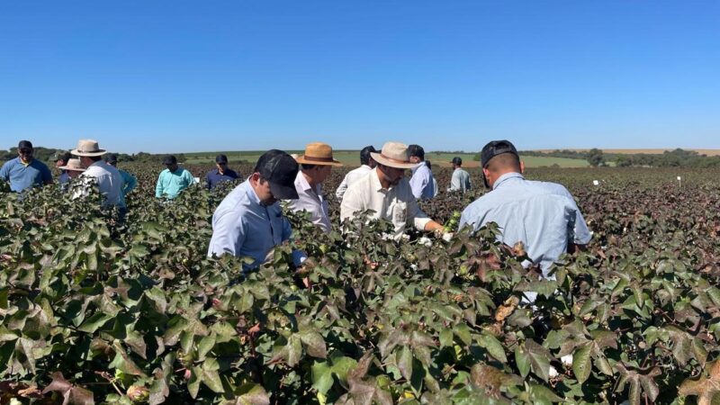 Amipa realiza Circuito Técnico do Algodão: Manejo Fitossanitário para Altas Produtividades