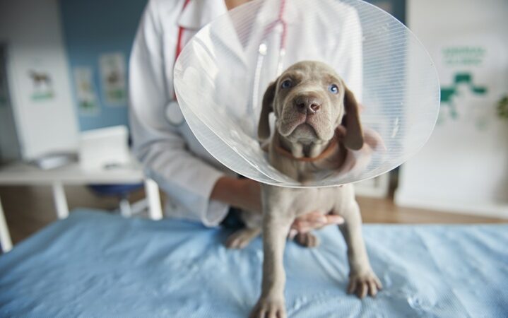 Castração responsável: um gesto de cuidado com os pets e com a comunidade