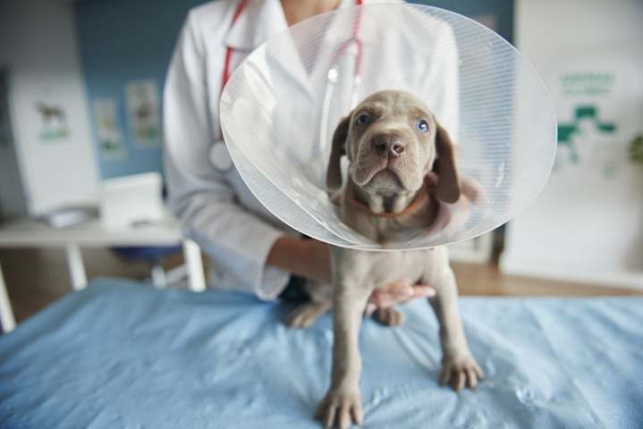 Castração responsável: um gesto de cuidado com os pets e com a comunidade