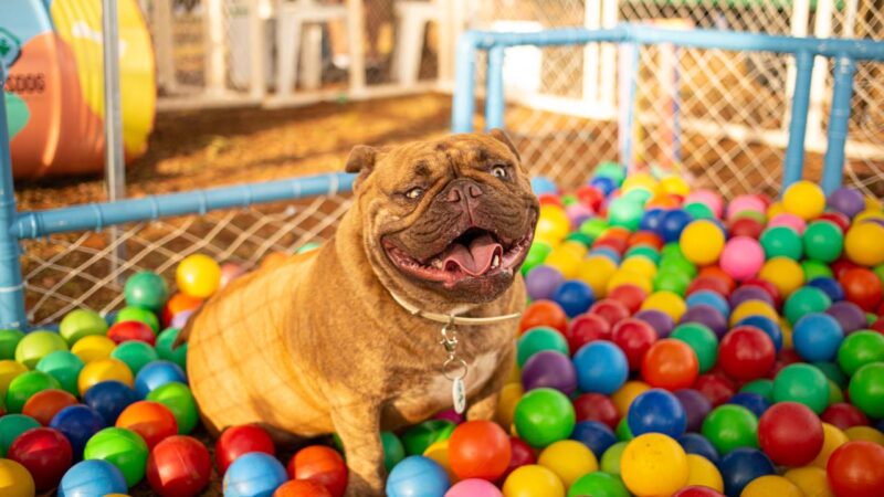 Arena CrossDog coloca Uberlândia na mira para transformar cidade em palco de experiências pet-friendly