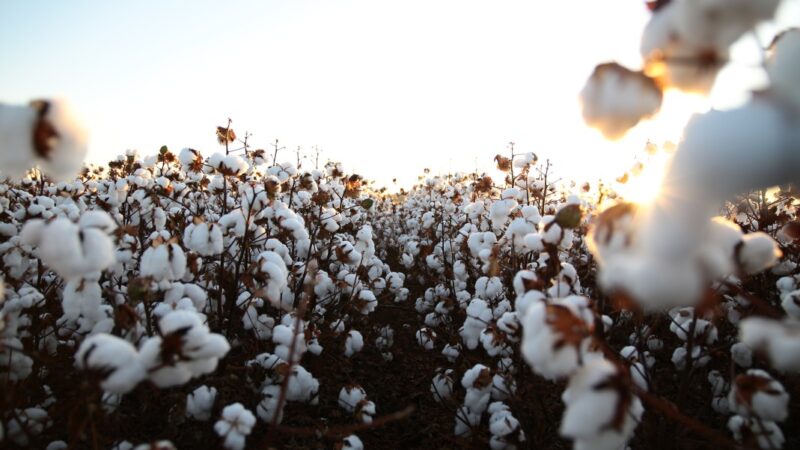 Mês do Algodão: Brasil segue líder em exportação e produção sustentável