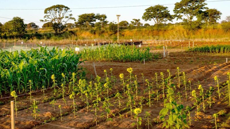 “Os desafios da agricultura e suas oportunidades” é o tema do IV Dia de Campo na Unitri