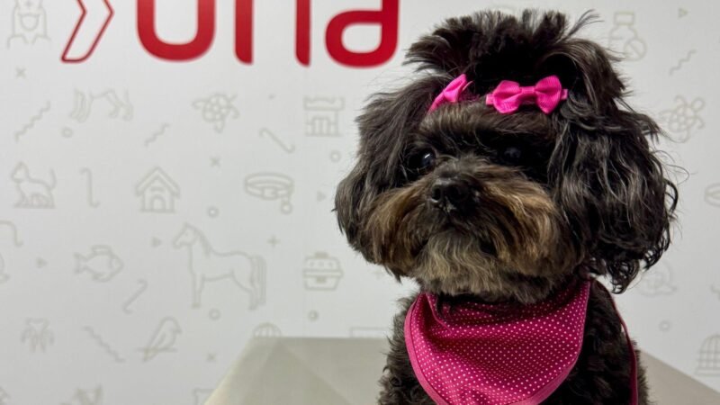 Una Uberlândia retoma atendimentos veterinários a preços sociais em estrutura ampliada