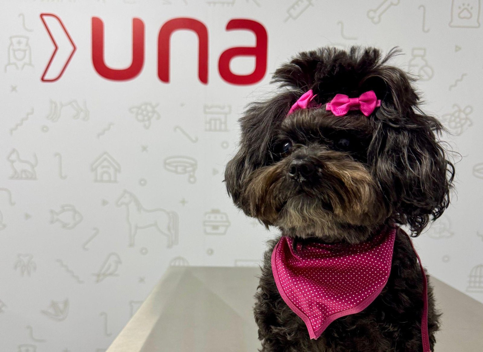 Una Uberlândia retoma atendimentos veterinários a preços sociais em estrutura ampliada