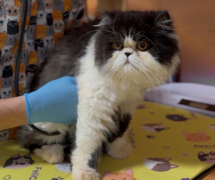 Setembro Vermelho: Clínica Gattino e grupos de pesquisa da UFU promovem 1ª Feira do Coração Felino em Uberlândia neste domingo (13)